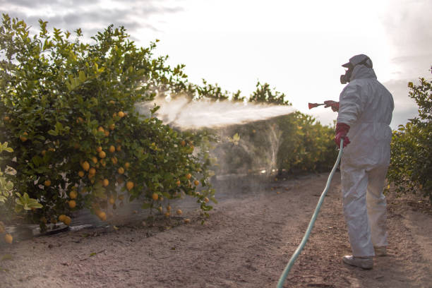 Trusted Mcmechen, WV Pest Control Experts