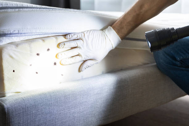 Best Ant Control Services  in Mcmechen, WV