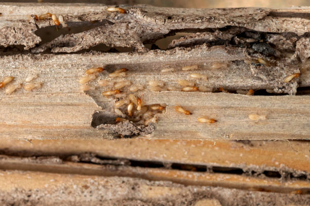 Best Pest Removal Services  in Mcmechen, WV
