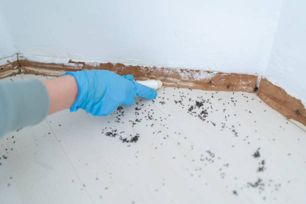 Best Pest Control for Homes  in Mcmechen, WV